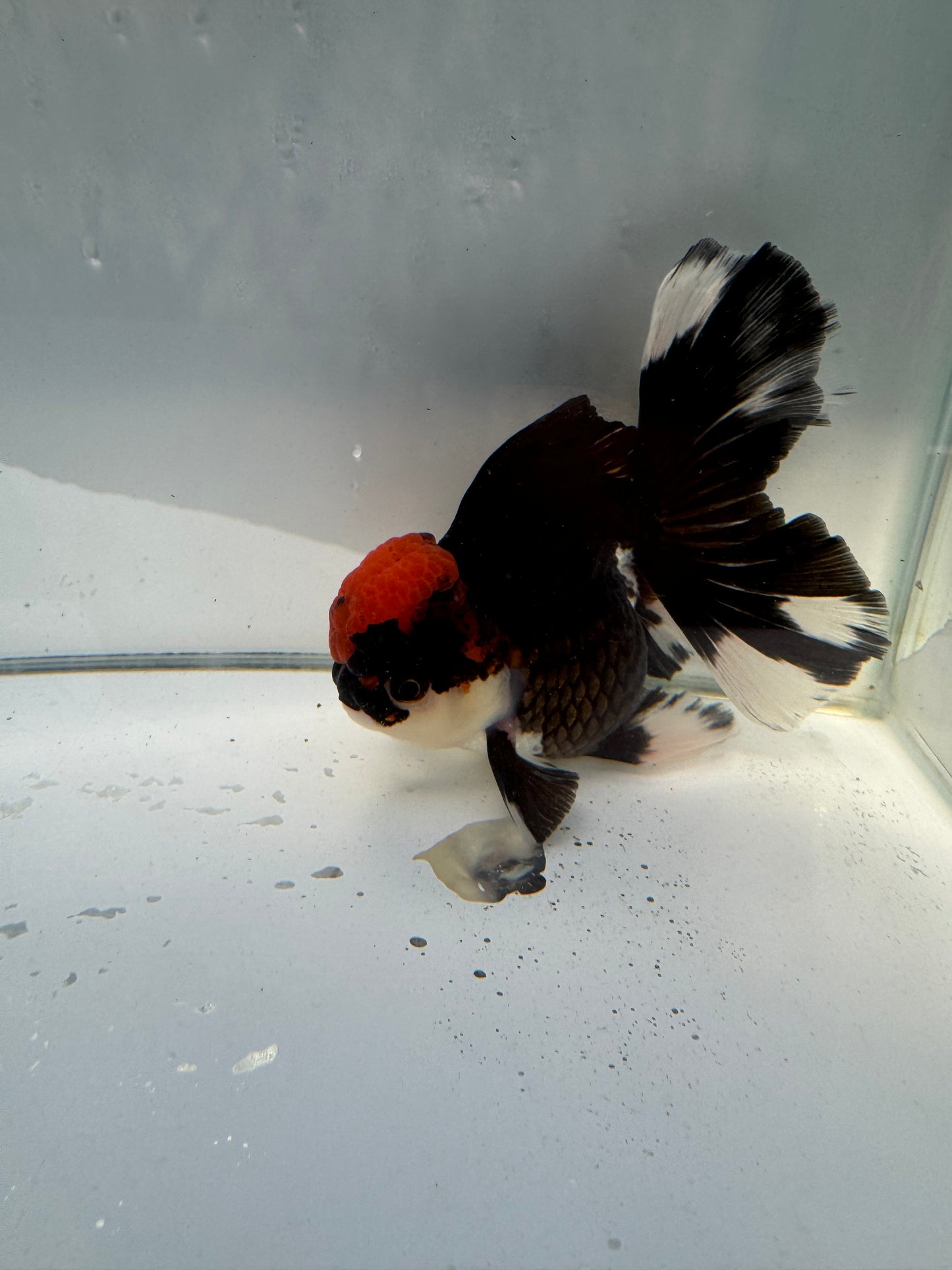 Tricolour Oranda.  WVF029