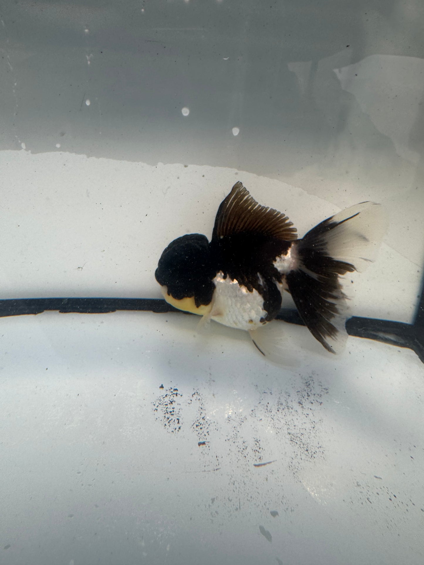 Panda Oranda. WVF920