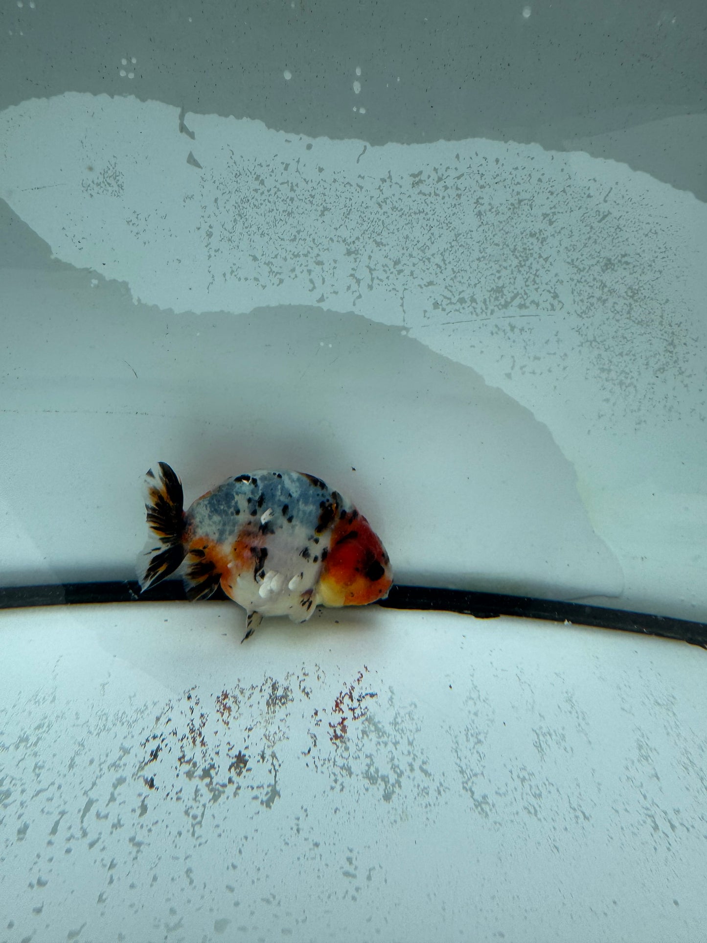 Calico Ranchu. WVF982