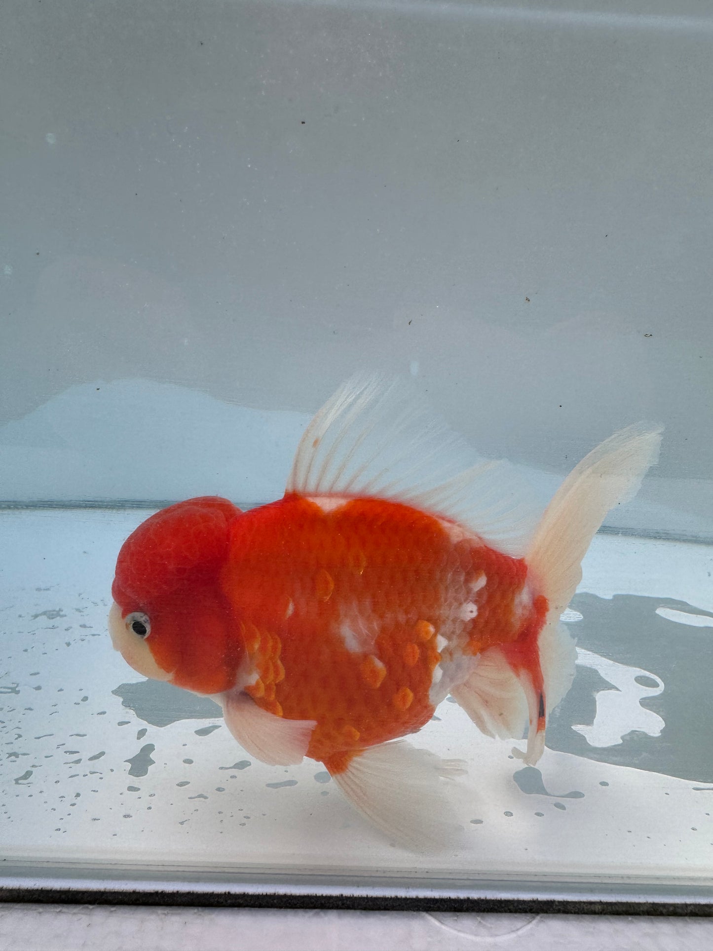 Sakura Oranda.  WVF050