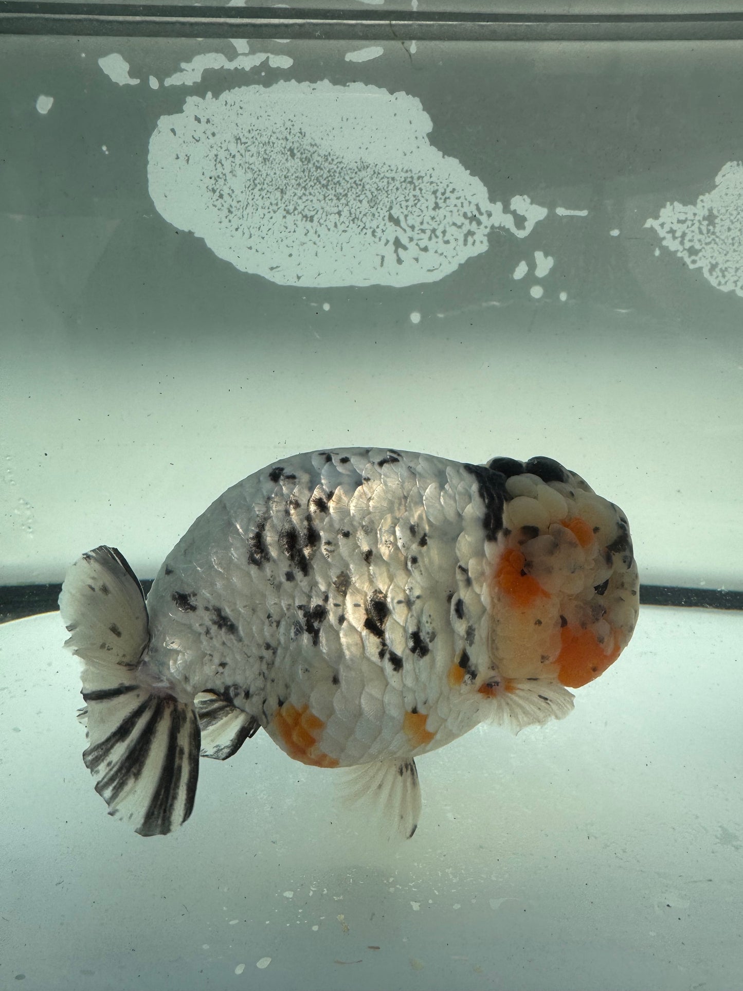 Matalic calico Ranchu. WVF947