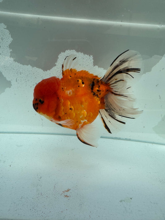 Calico Oranda. WVF345
