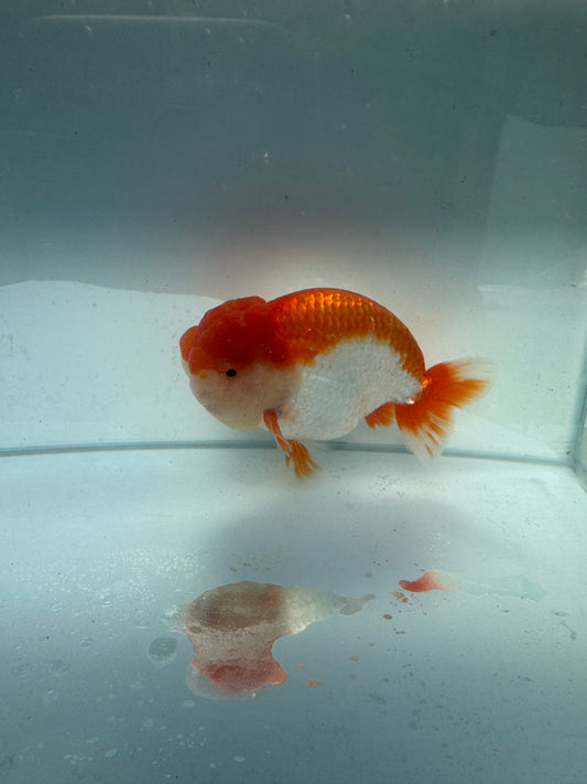 Red&white Ranchu. WVF189