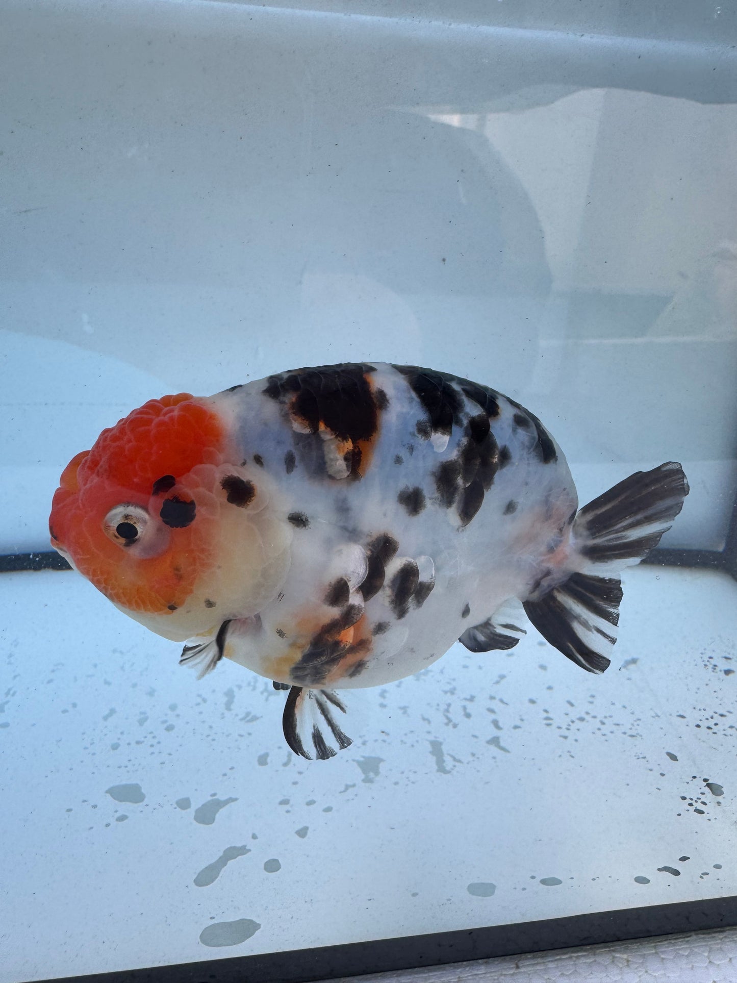 Calico Ranchu. WVF614