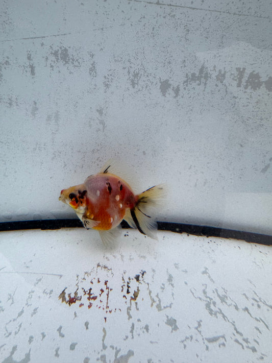 Calico broadtail Ryukin. WVF574