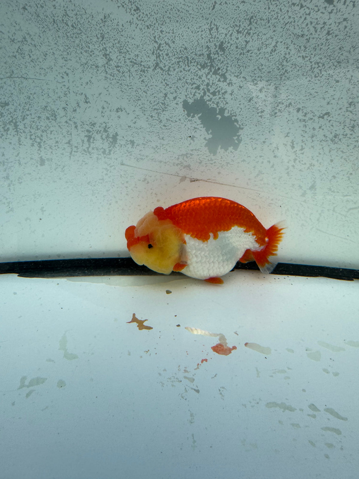 Red&white Dragonhead Ranchu. WVF1155