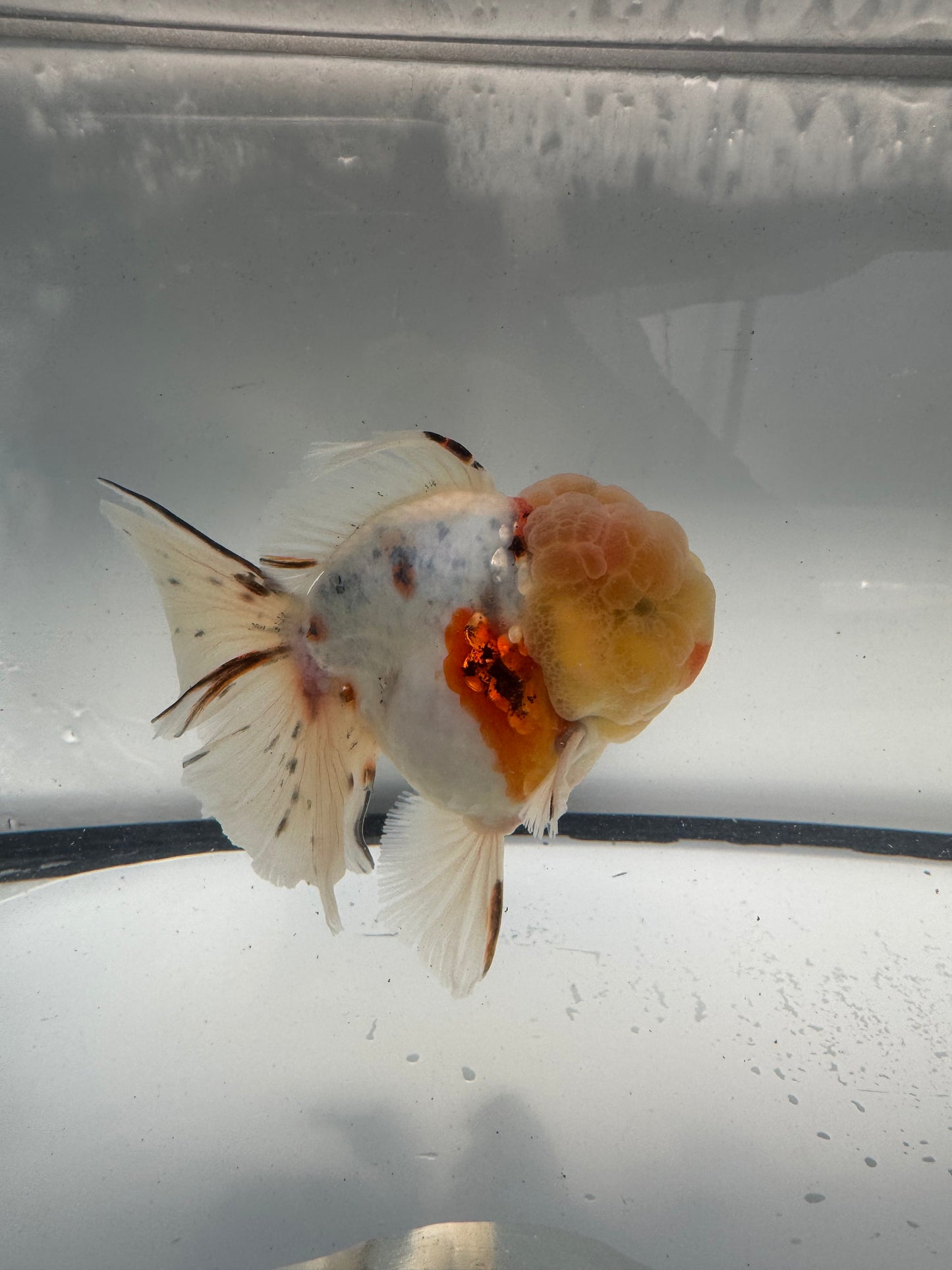Calico Oranda.  WVF914