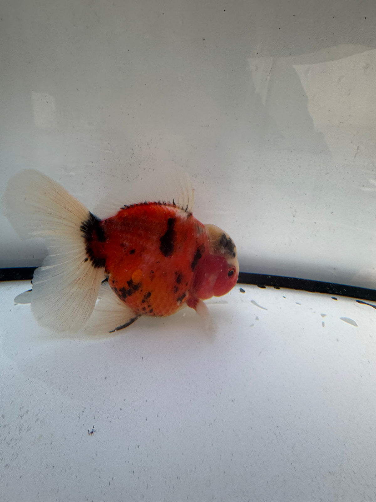 Calico Oranda.  WVF1226