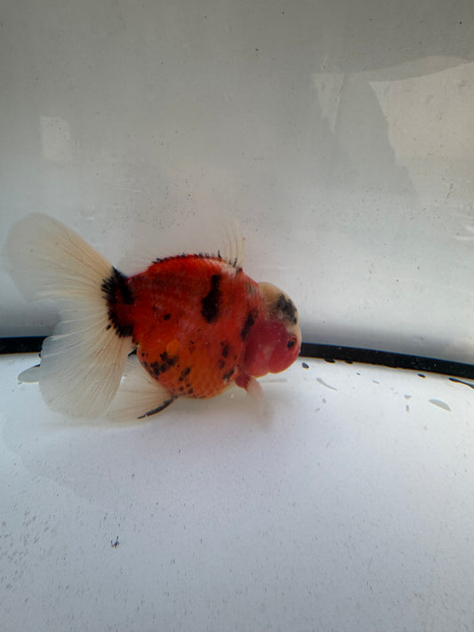 Calico Oranda.  WVF1226