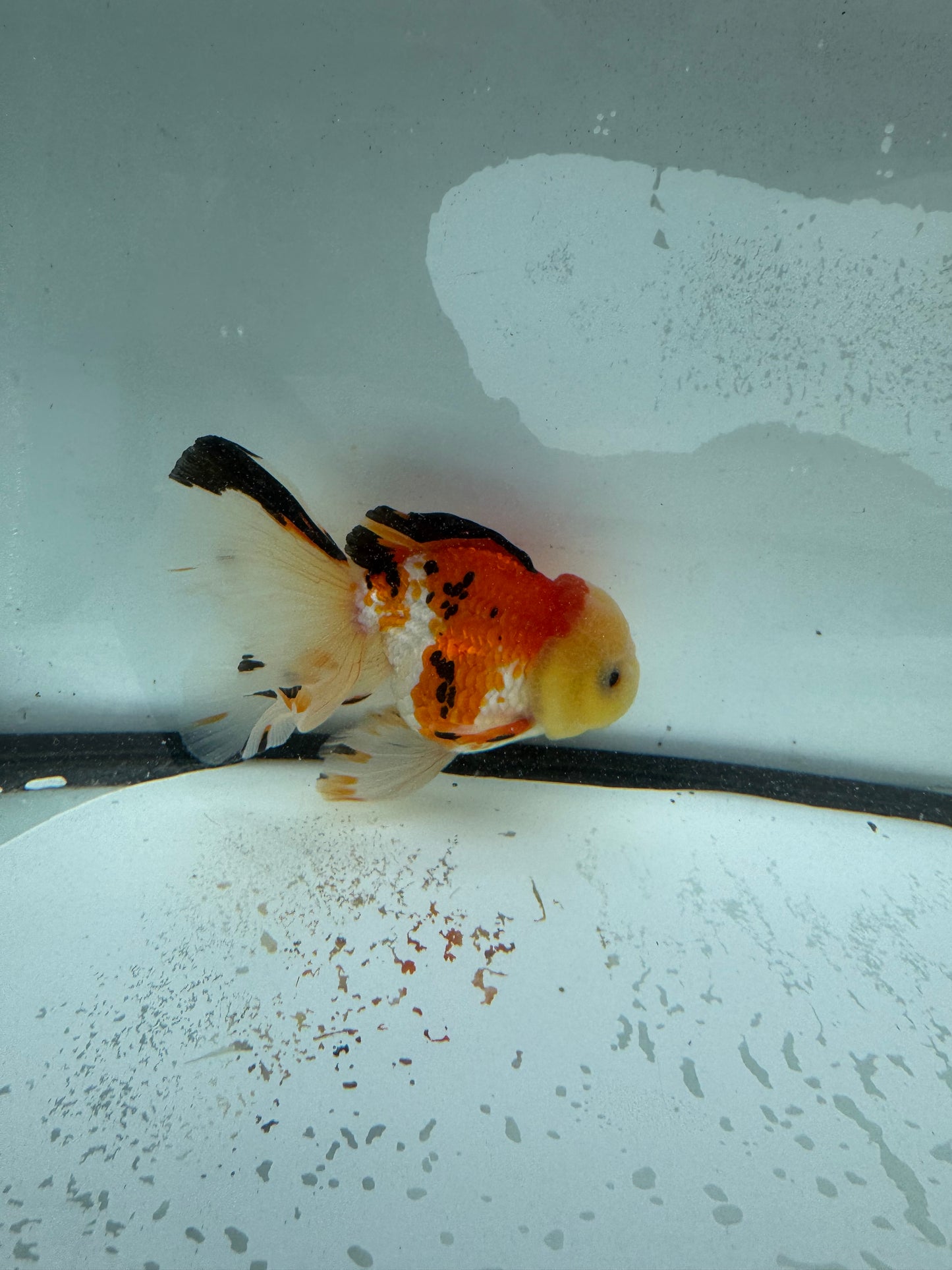 Tricolour Oranda. WVF987
