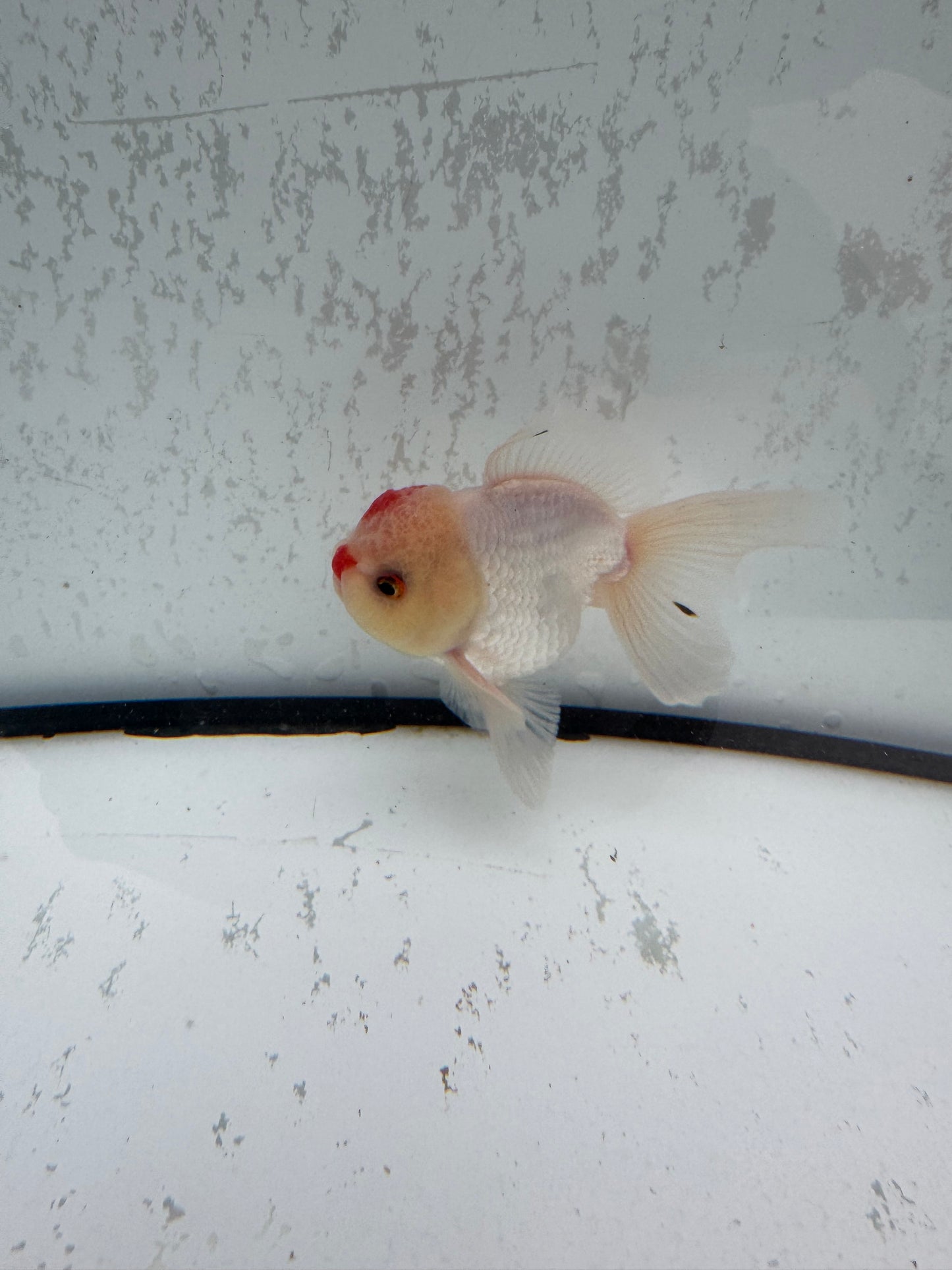 Red&white Oranda. WVF496