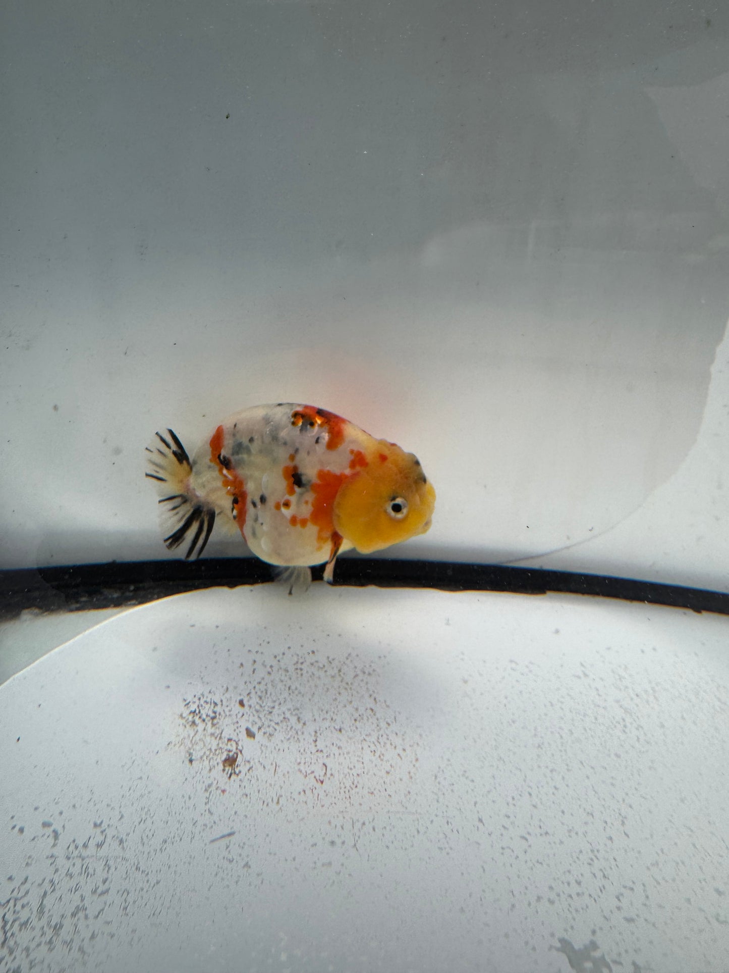 Calico Ranchu. WVF1083
