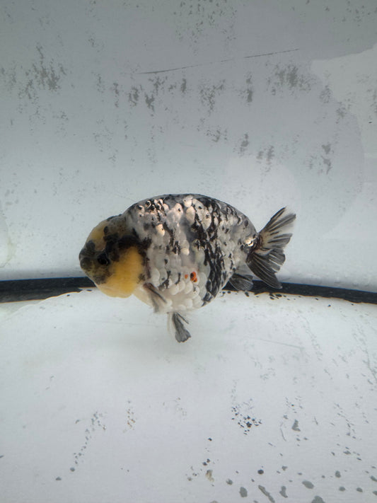 White Tiger Ranchu. WVF585