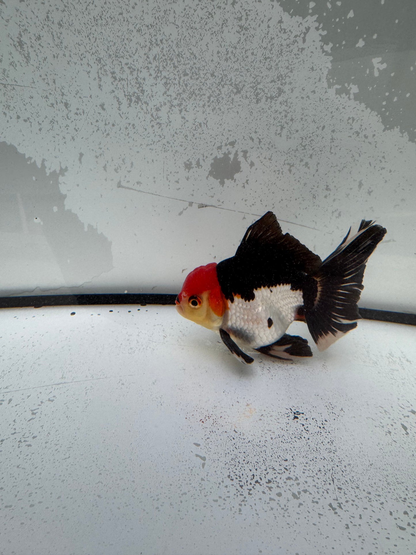 Tricolour Oranda.  WVF1142