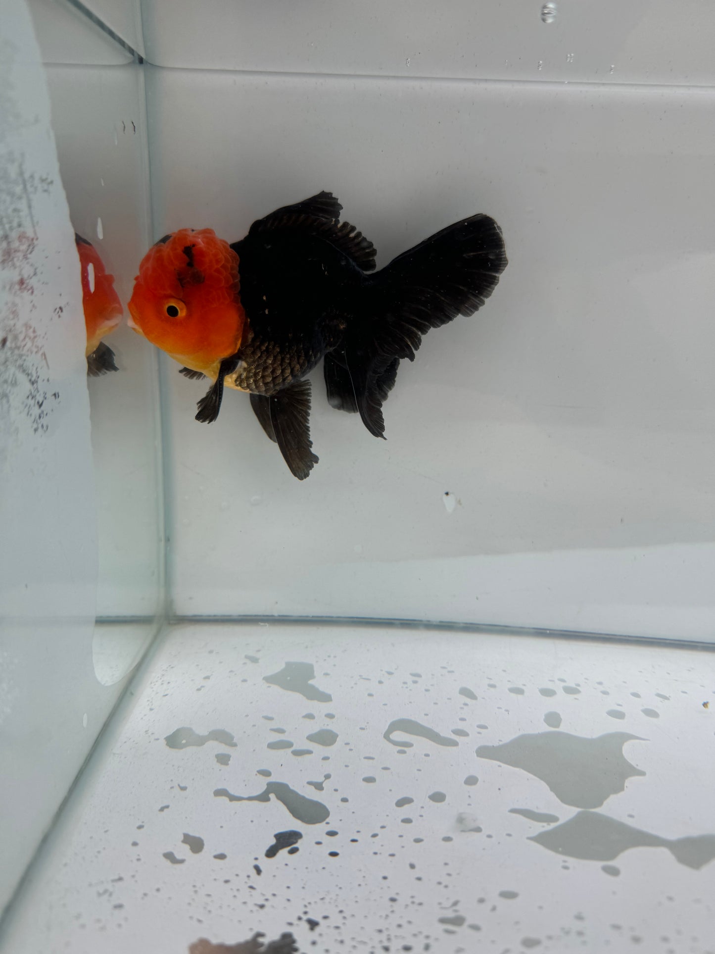 Apache Oranda.  WVF242