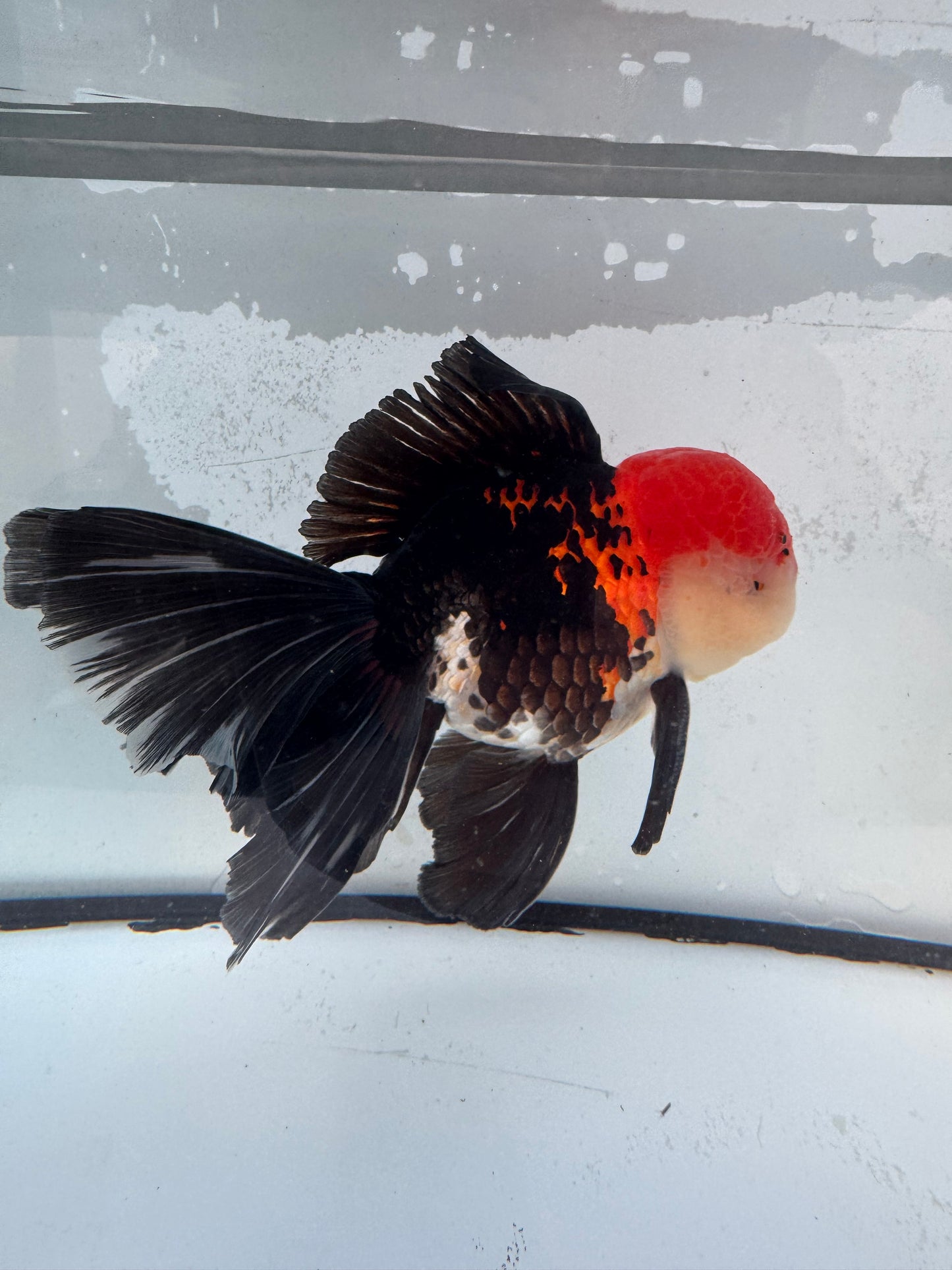 Tricolour Oranda. WVF471