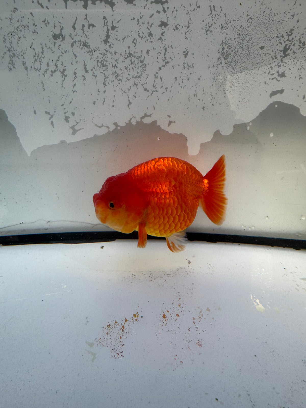 Red Ranchu. WVF1216