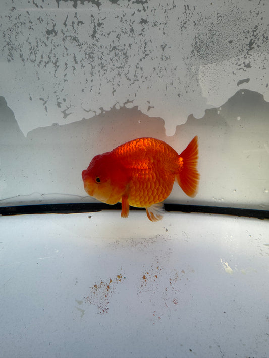 Red Ranchu. WVF1216