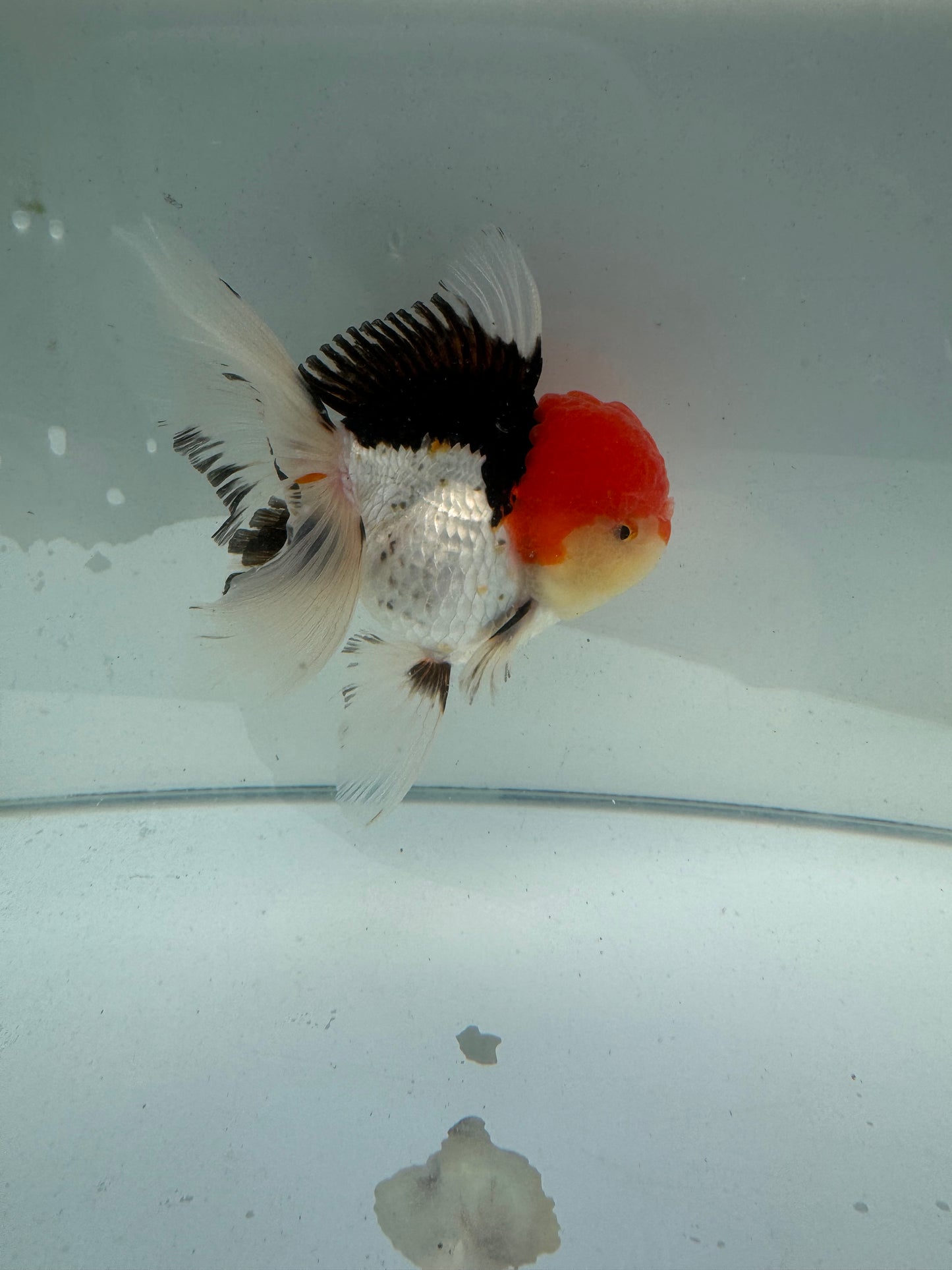 Tricolour Oranda.  WVF099