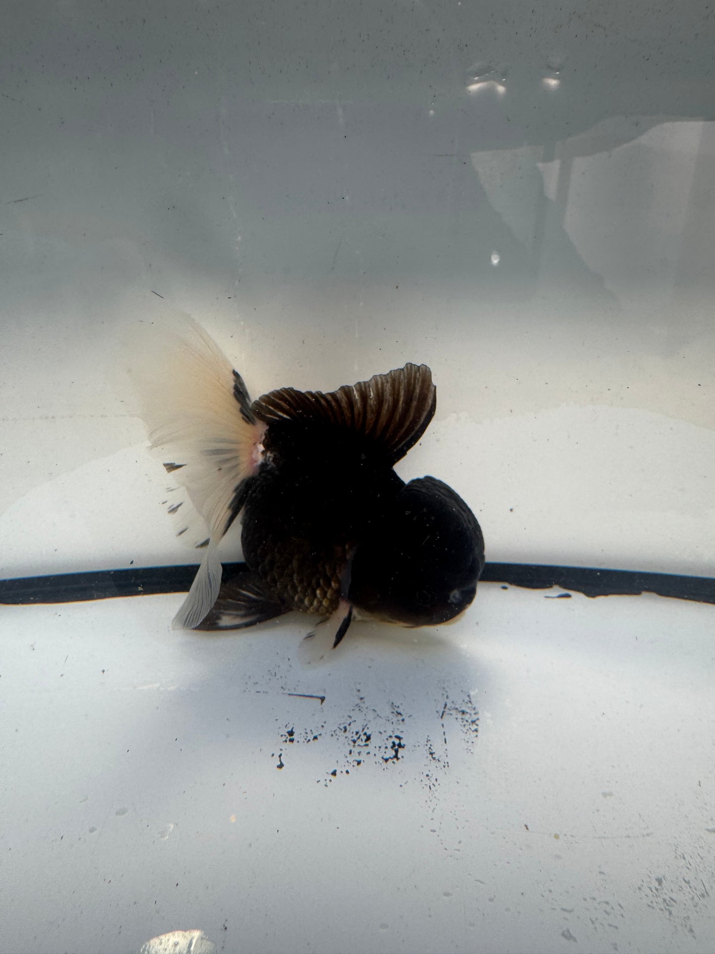 Panda Oranda.  WVF917