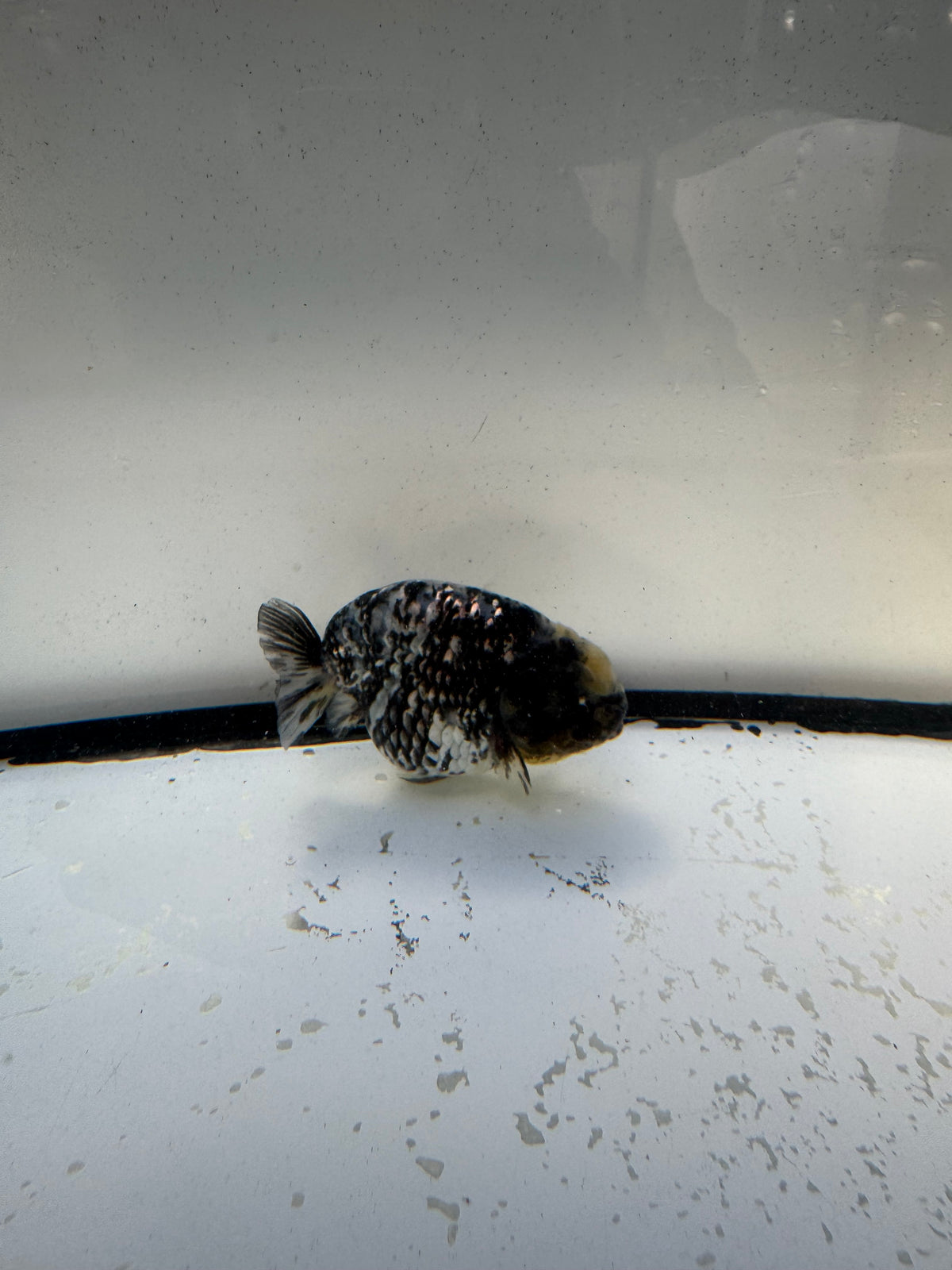 White Tiger Ranchu. WVF1188