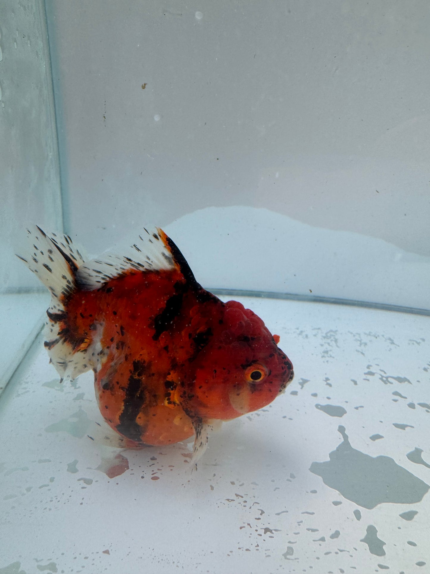 Calico Oranda.  WVF049