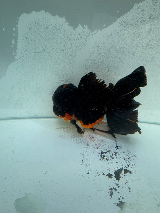 Tricolour Oranda. WVF368