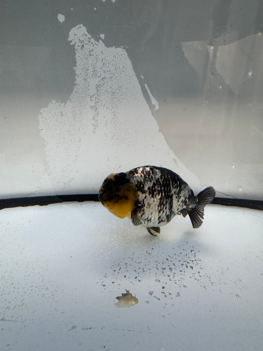 White Tiger Ranchu. WVF1089