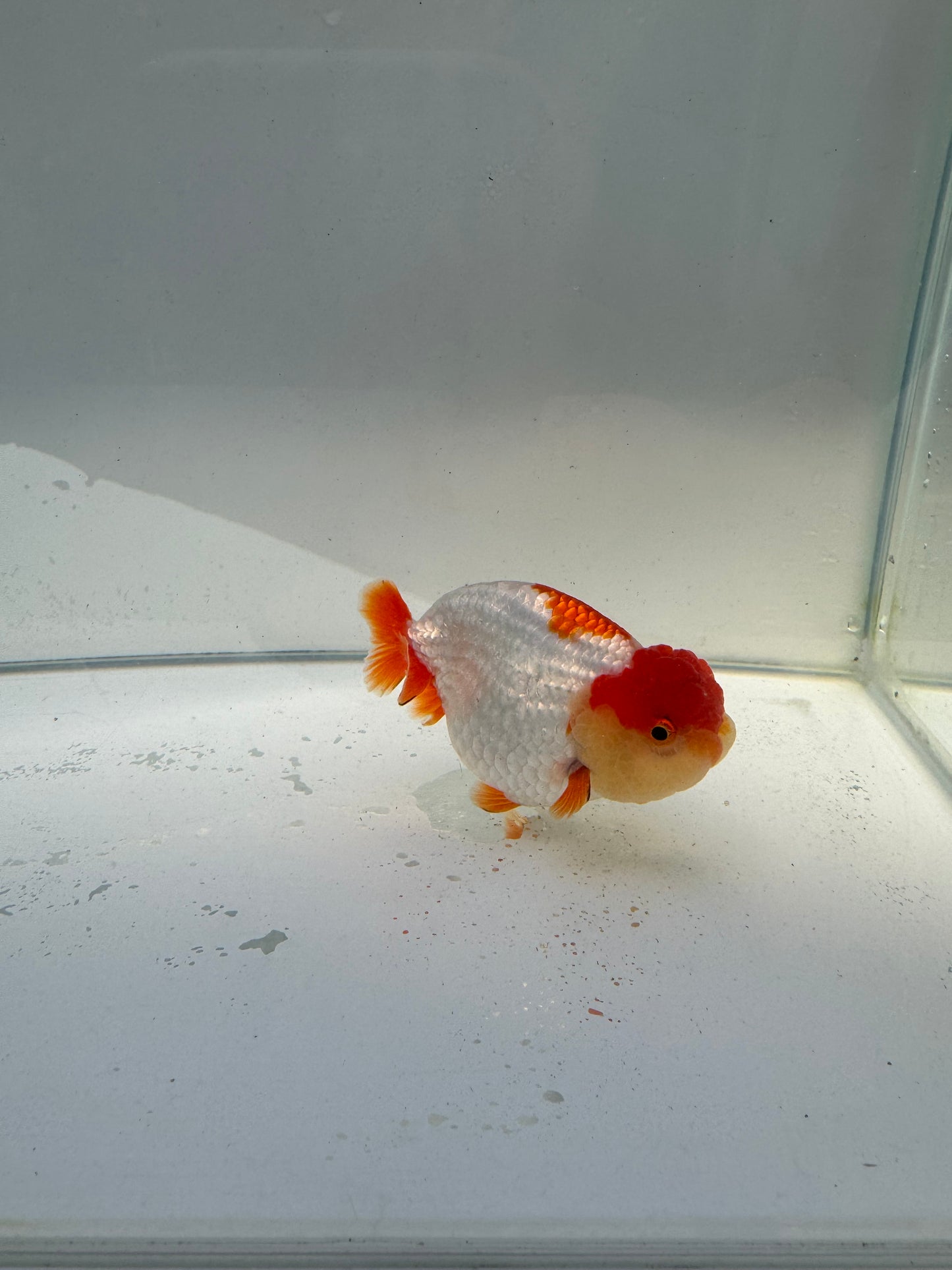 Red&white Ranchu.  WVF032