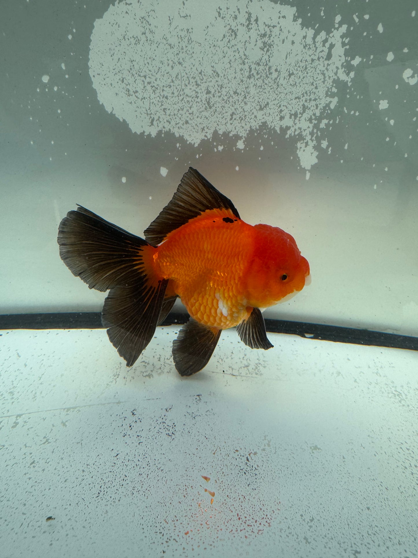 Red&black Oranda. WVF1139
