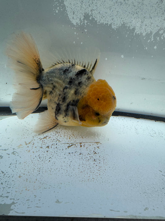 White tiger Oranda.  WVF1137