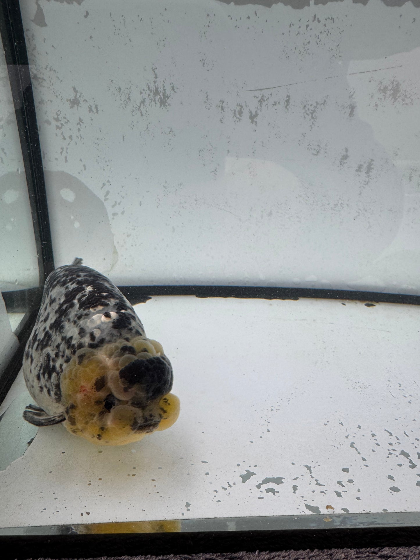 White Tiger Ranchu. WVF594