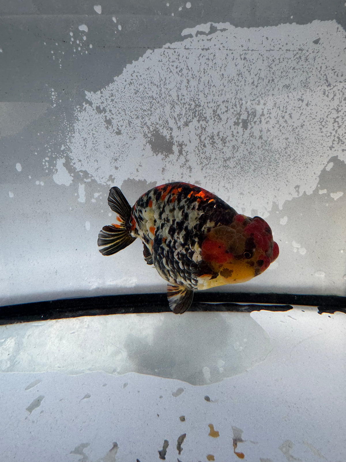Metalic calico Ranchu.  WVF1237