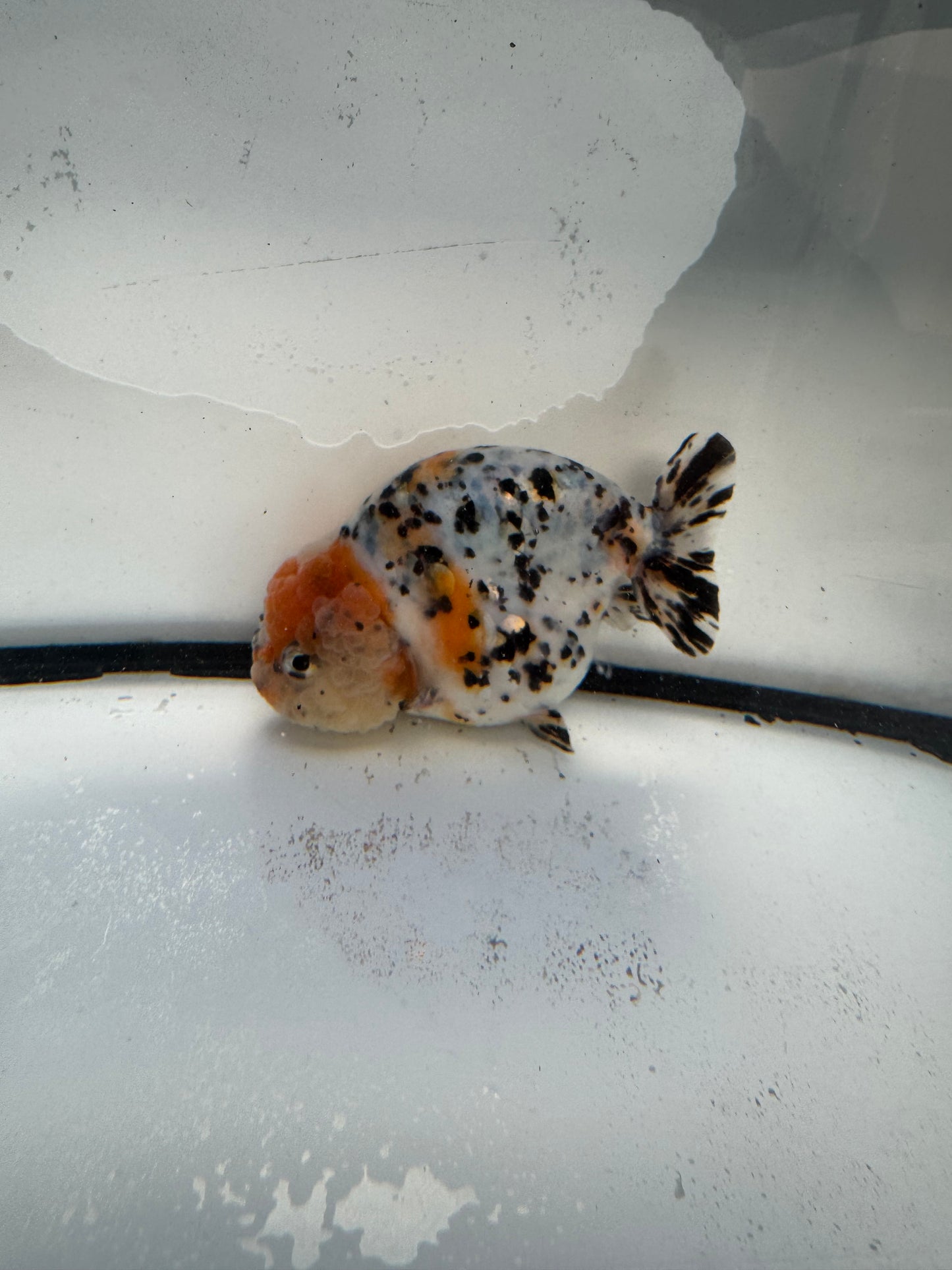 Calico Ranchu. WVF1036