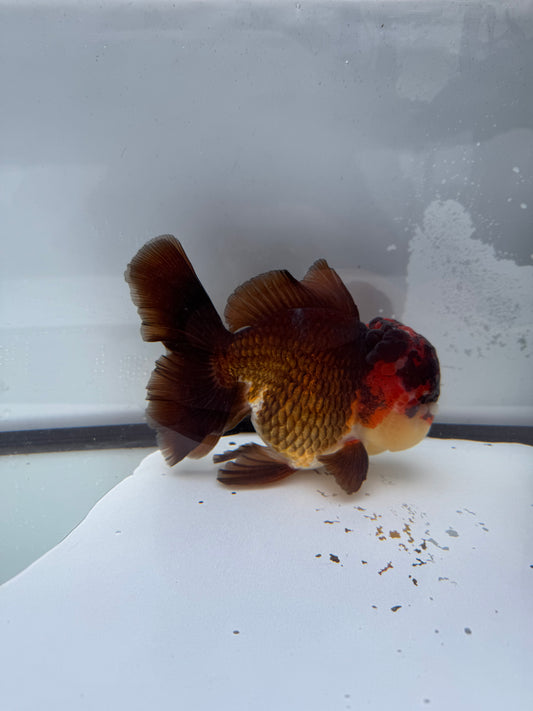 Tricolour Oranda WVF384