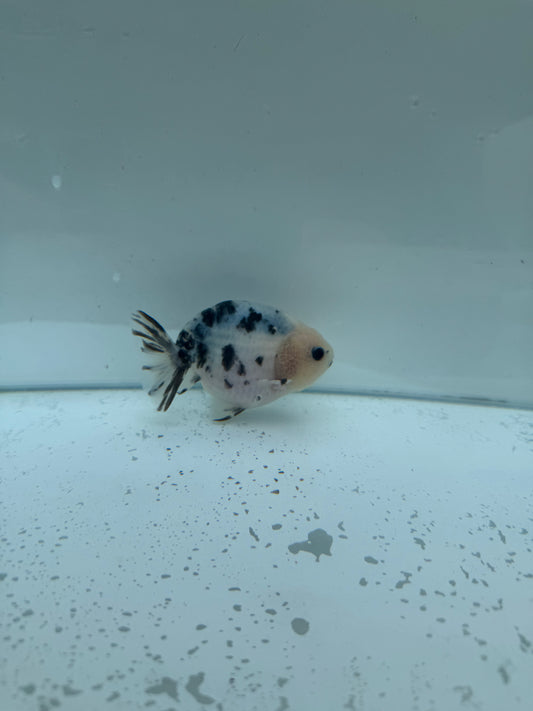 Cow Ranchu.  WVF253