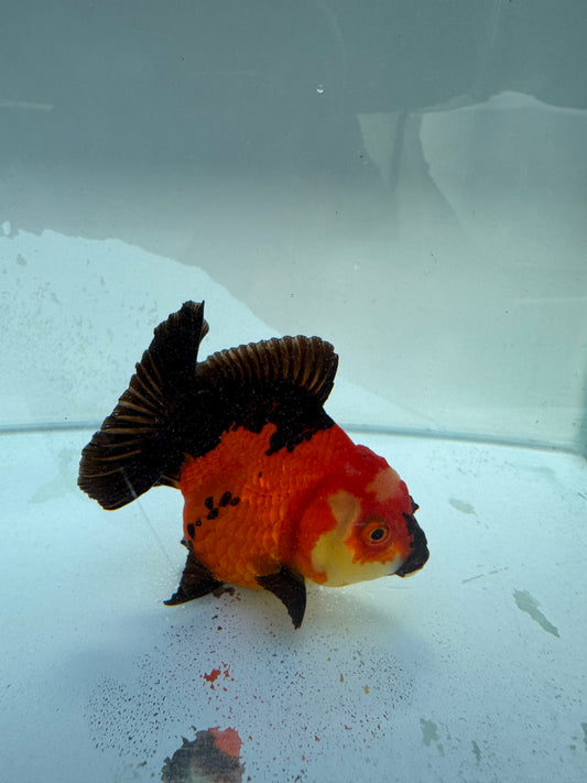 Tricolour Oranda. WVF318,direct from nana goldfish farm