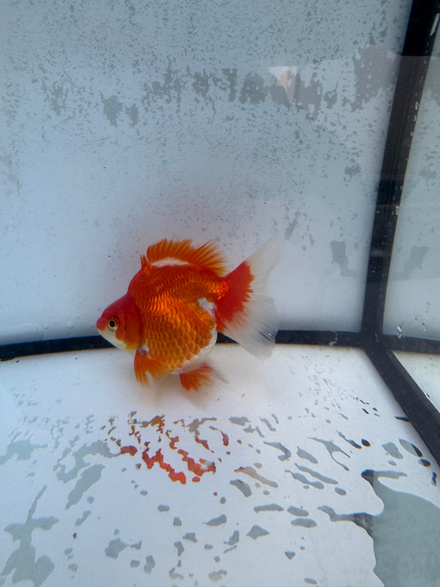 Red&white Broadtail Ryukin WVF564