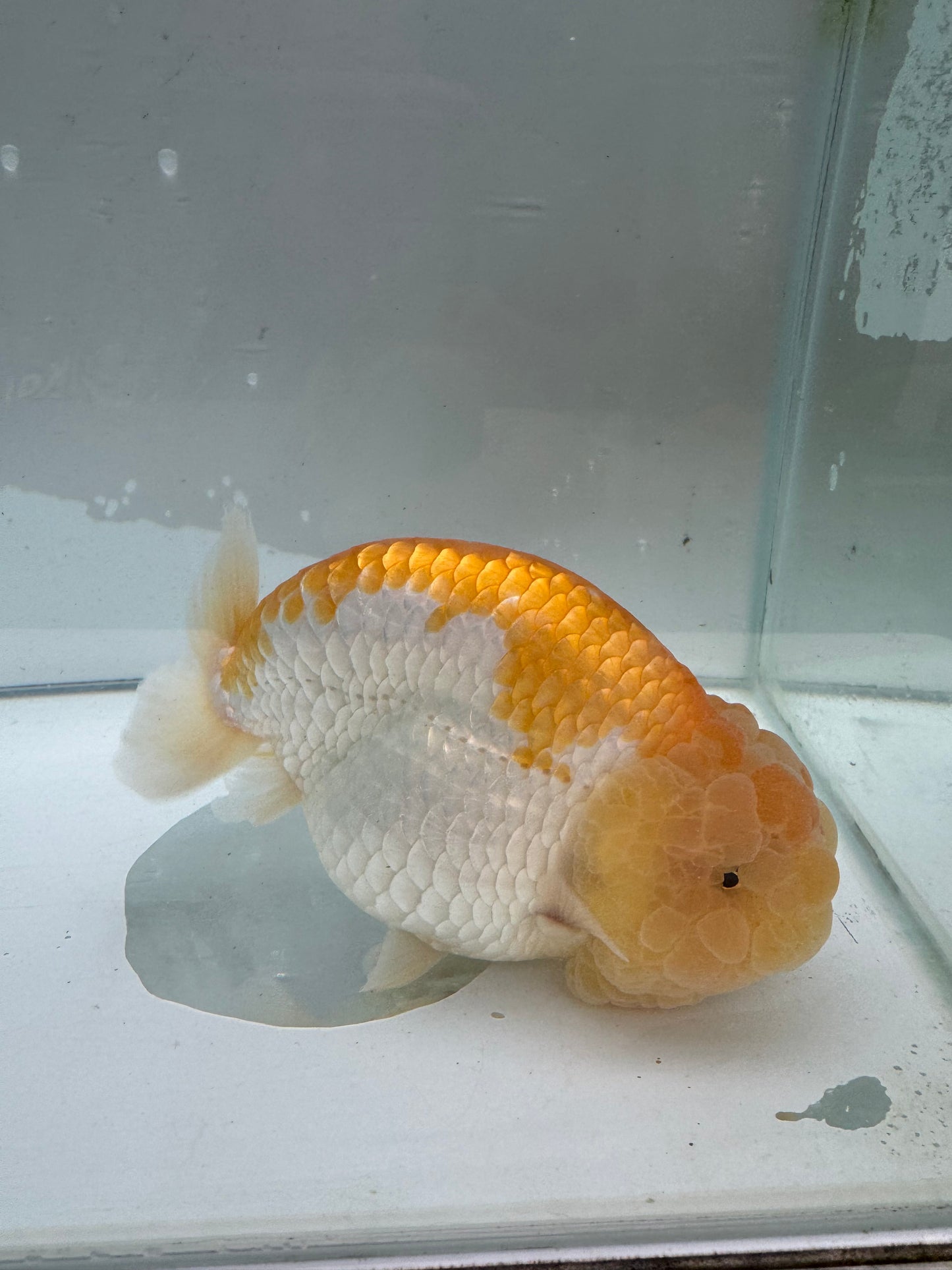 Lemon and white Ranchu.  WVF089