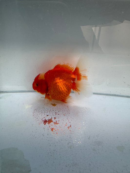 Red&white Shogun Oranda WVF332 direct from Jack shogun