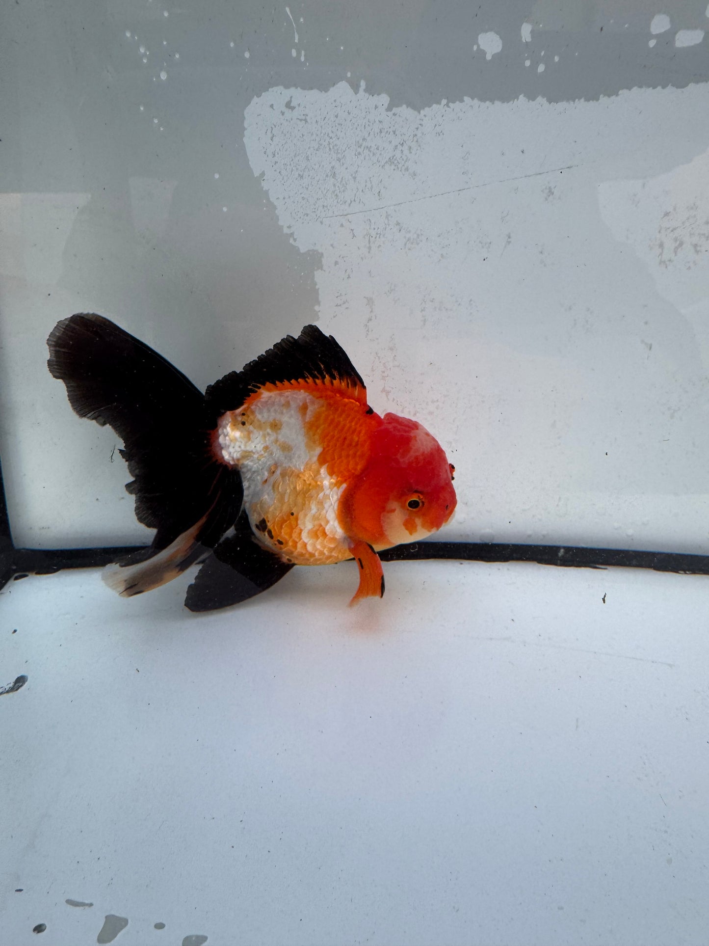 Tricolour Oranda. WVF472