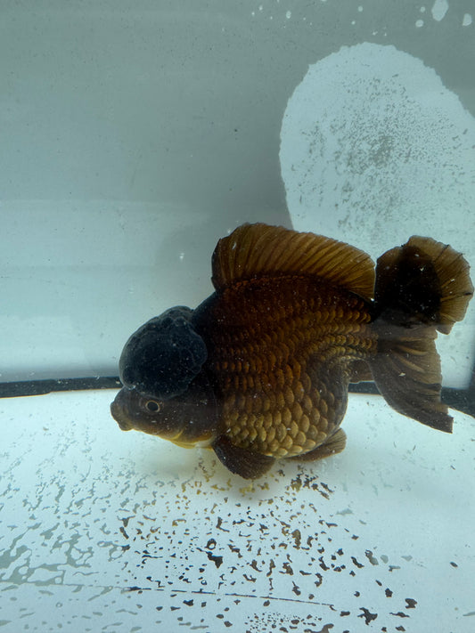 Bronze short tail Oranda. WVF1016