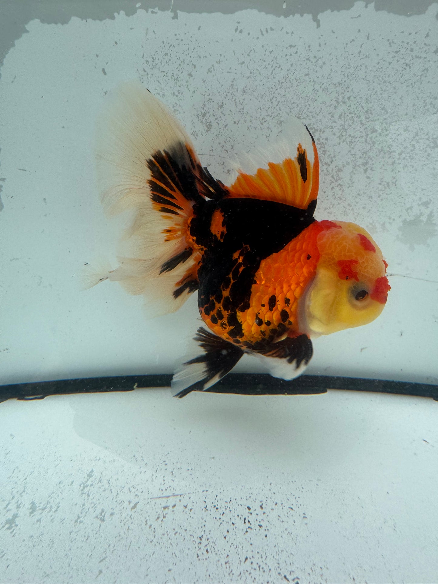 Tricolour Oranda. WVF1127