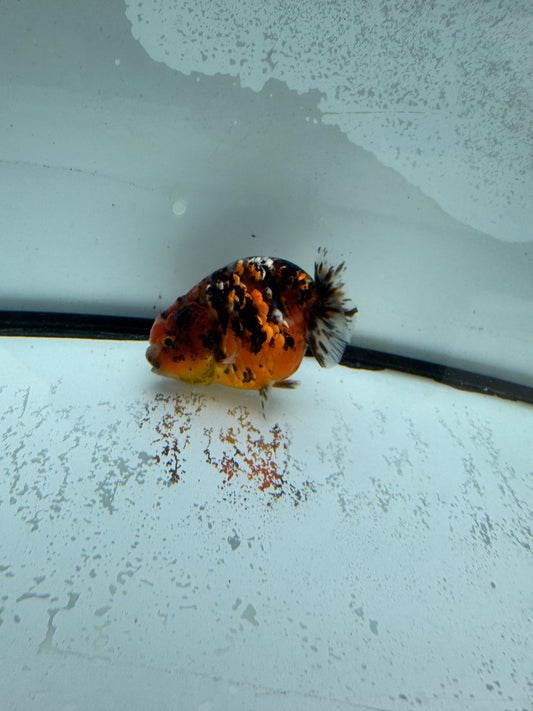 Calico Ranchu. WVF977