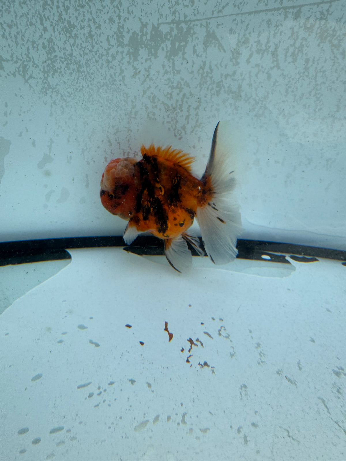 Red tiger Oranda.  WVF1253