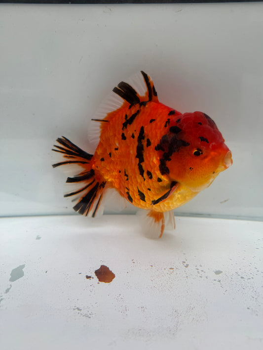 Tiger Oranda. WVF245 direct from Meng Lee