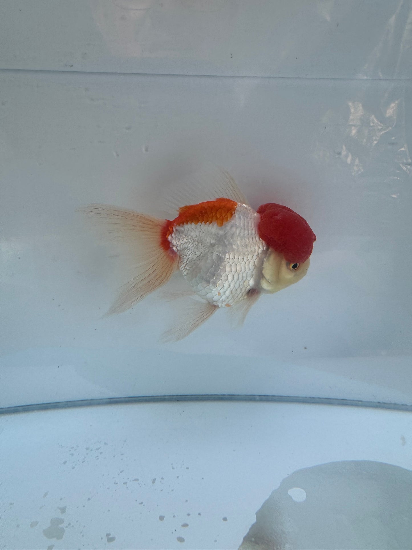 Red&White Oranda. WVF065