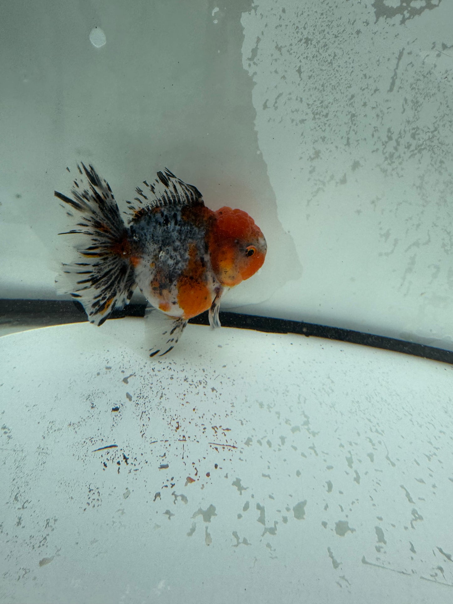 Calico Oranda. WVF1119