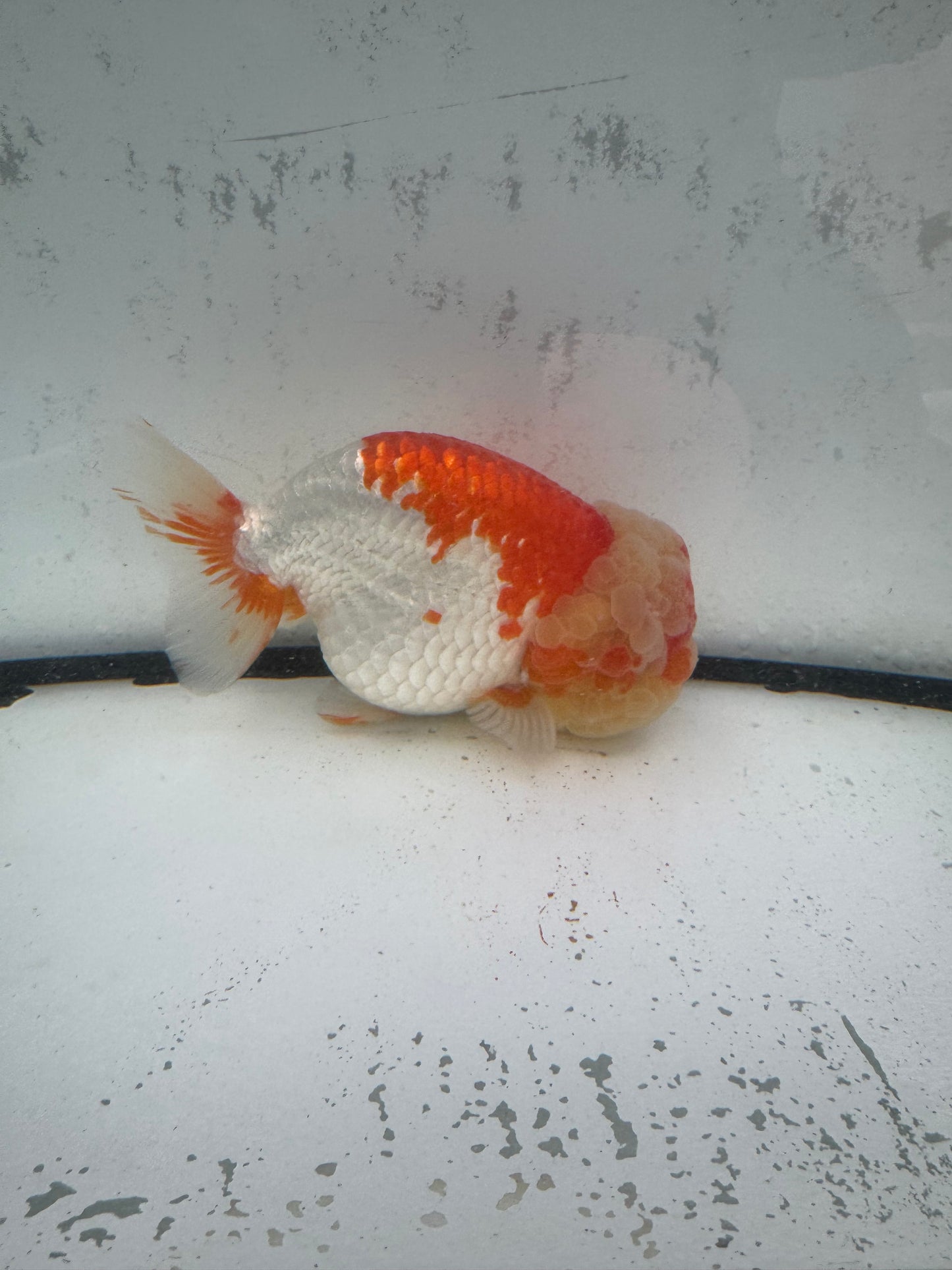 Red&white Ranchu. WVF595