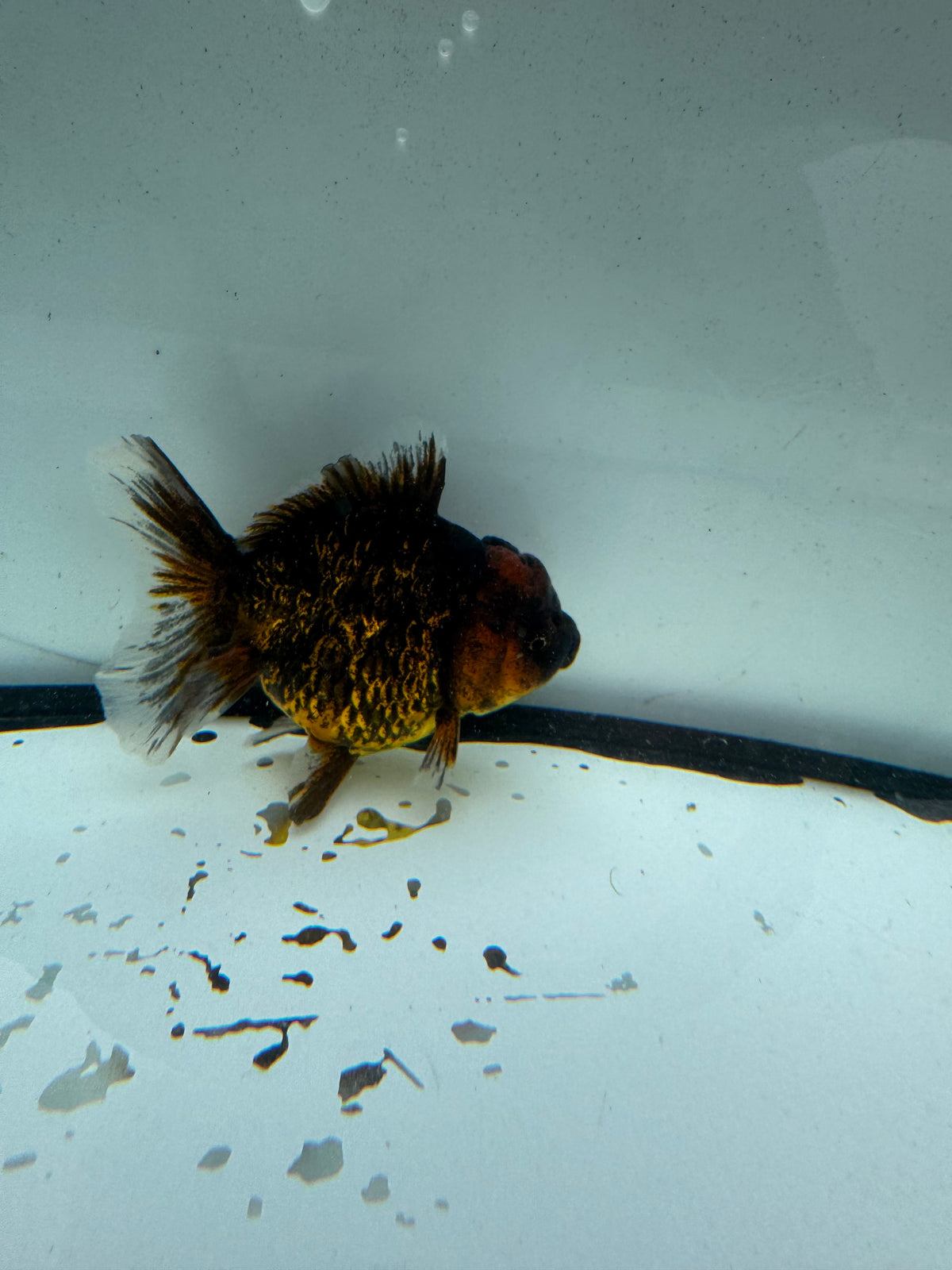Red tiger Oranda. WVF1199